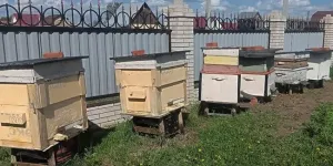В Омской области пестициды нашли в 7% исследованных проб